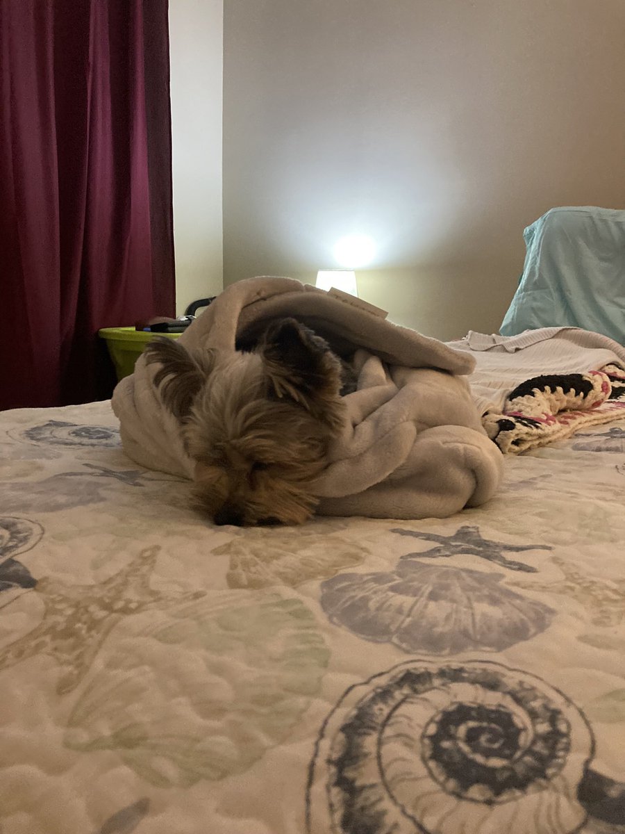 JustMartine2's tweet photo. @KSchaferPhD This is Ernie. He sends love https://t.co/Vj6RfuUrKe