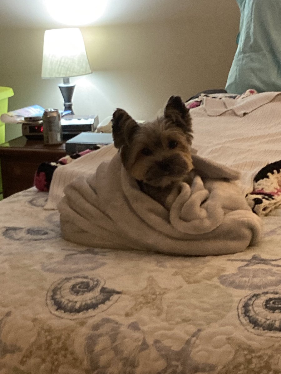 JustMartine2's tweet photo. @KSchaferPhD This is Ernie. He sends love https://t.co/Vj6RfuUrKe