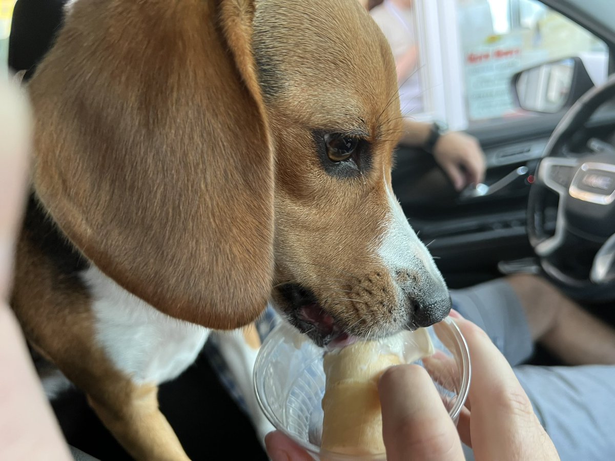 A pup cup from Andy’s for Rosie’s birthday!