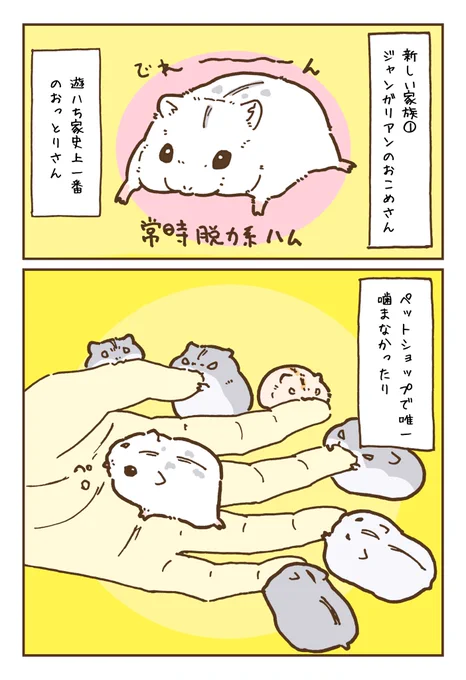 新しい家族
ジャンガリアンのおこめさん 