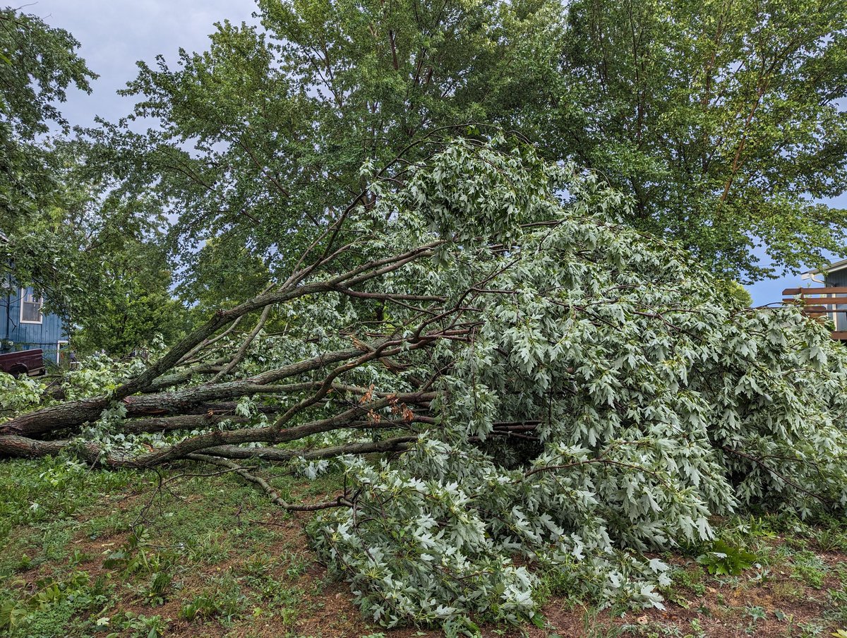 Samantha Foster tweet media