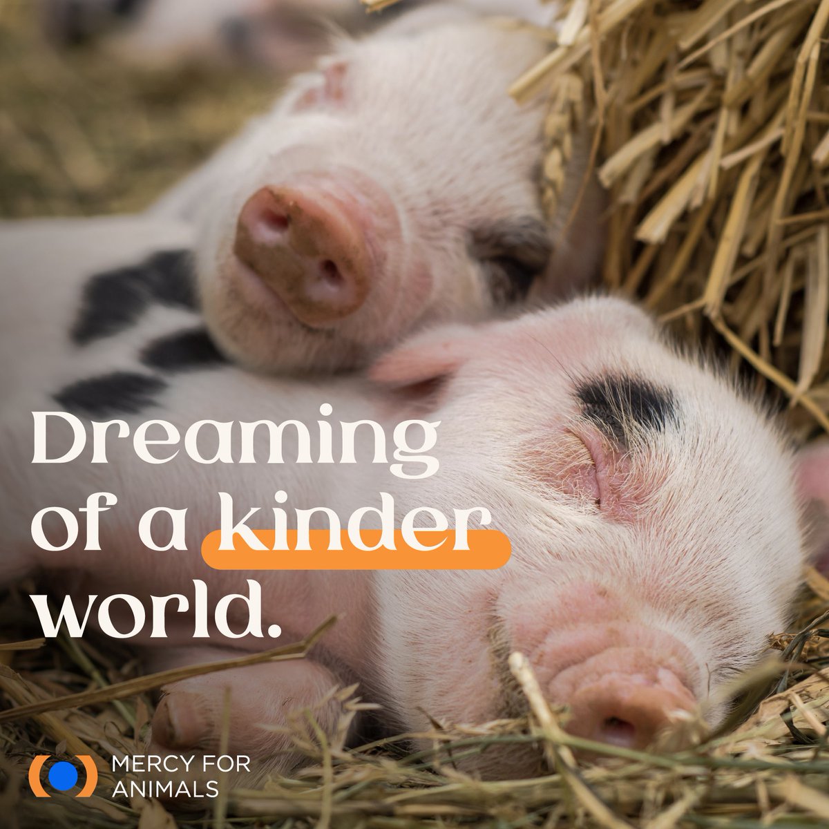 Mercy For Animals (@mercyforanimals) on Twitter photo What's your dream for animals? What's your dream for animals?