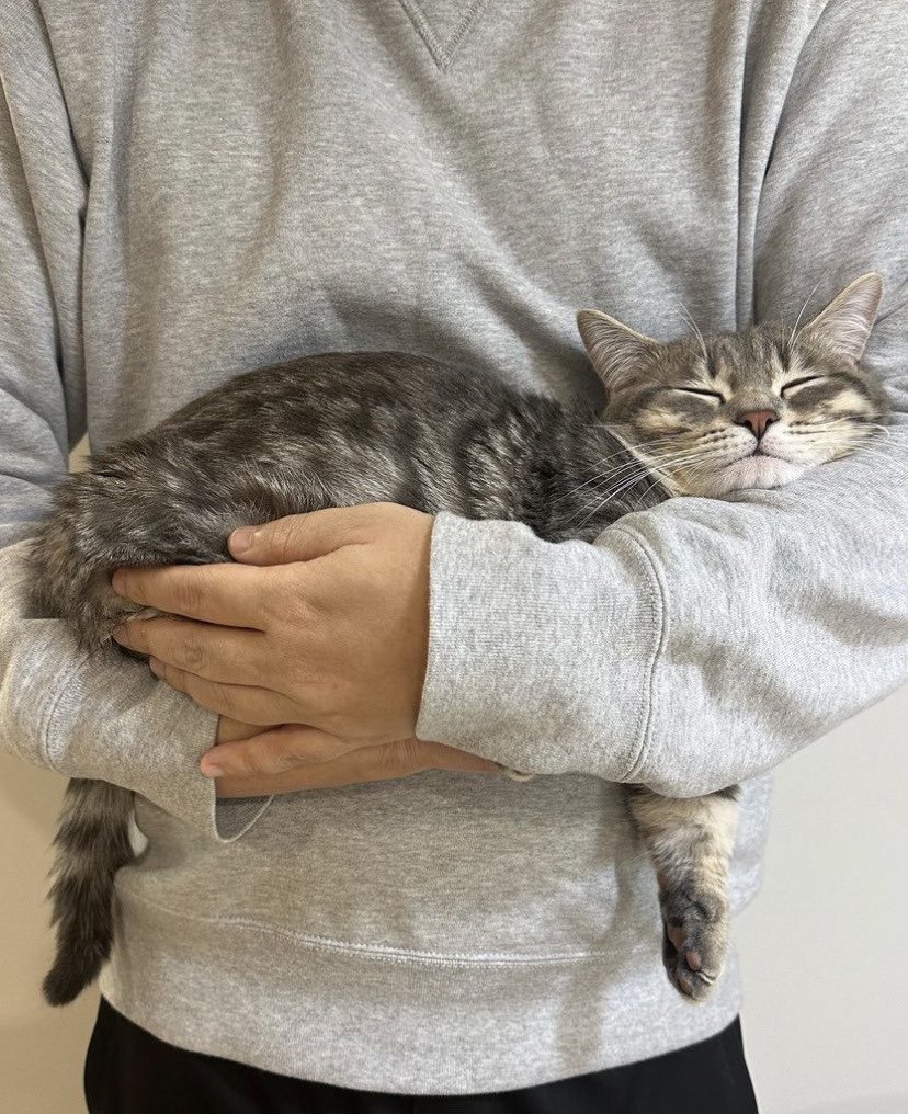 Why you should have a cat (@shouldhavecat) on Twitter photo 