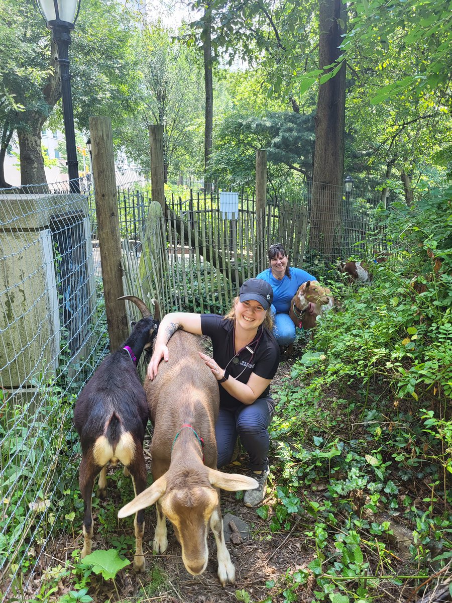 RiversideParkNY's tweet photo. 🧵: How are the goats settling in? Thanks to the work of Conservancy staff, volunteers, and our tremendous veterinarian New England Equine Practice (@NEEQUINE) — all is goat-ing well! https://t.co/z3X7I7vPDX