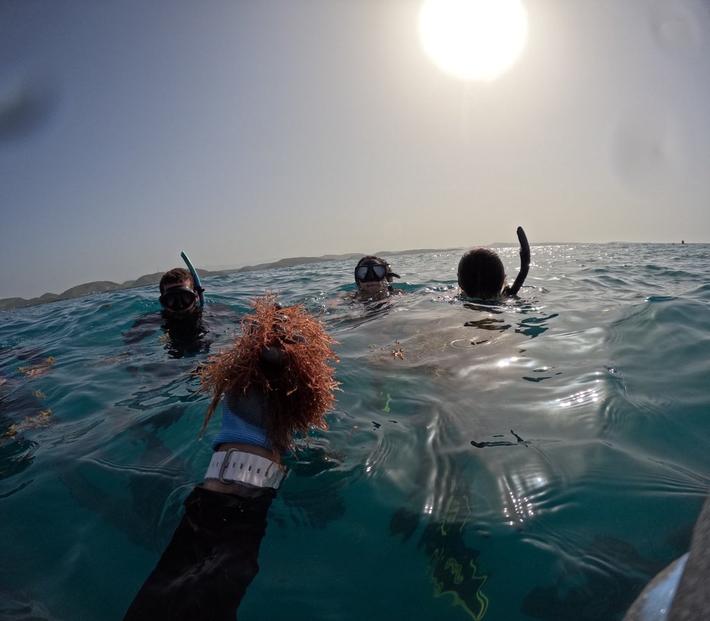 Happy #PhycologyFriday from Puerto Rico with some Gracilaria from our farm.  <a href="/TropicSeaweed/">Tropical Seaweed Farm Project</a> <a href="/MBLScience/">Marine Biological Laboratory (MBL)</a>