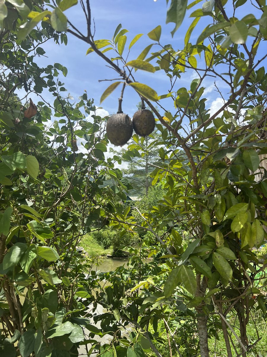 HousesQmgs's tweet photo. Good morning, can you identify the fruits/ crops in the pictures I came across during our trek through forests and villages of Vietnam! https://t.co/tSD2e6GBMv