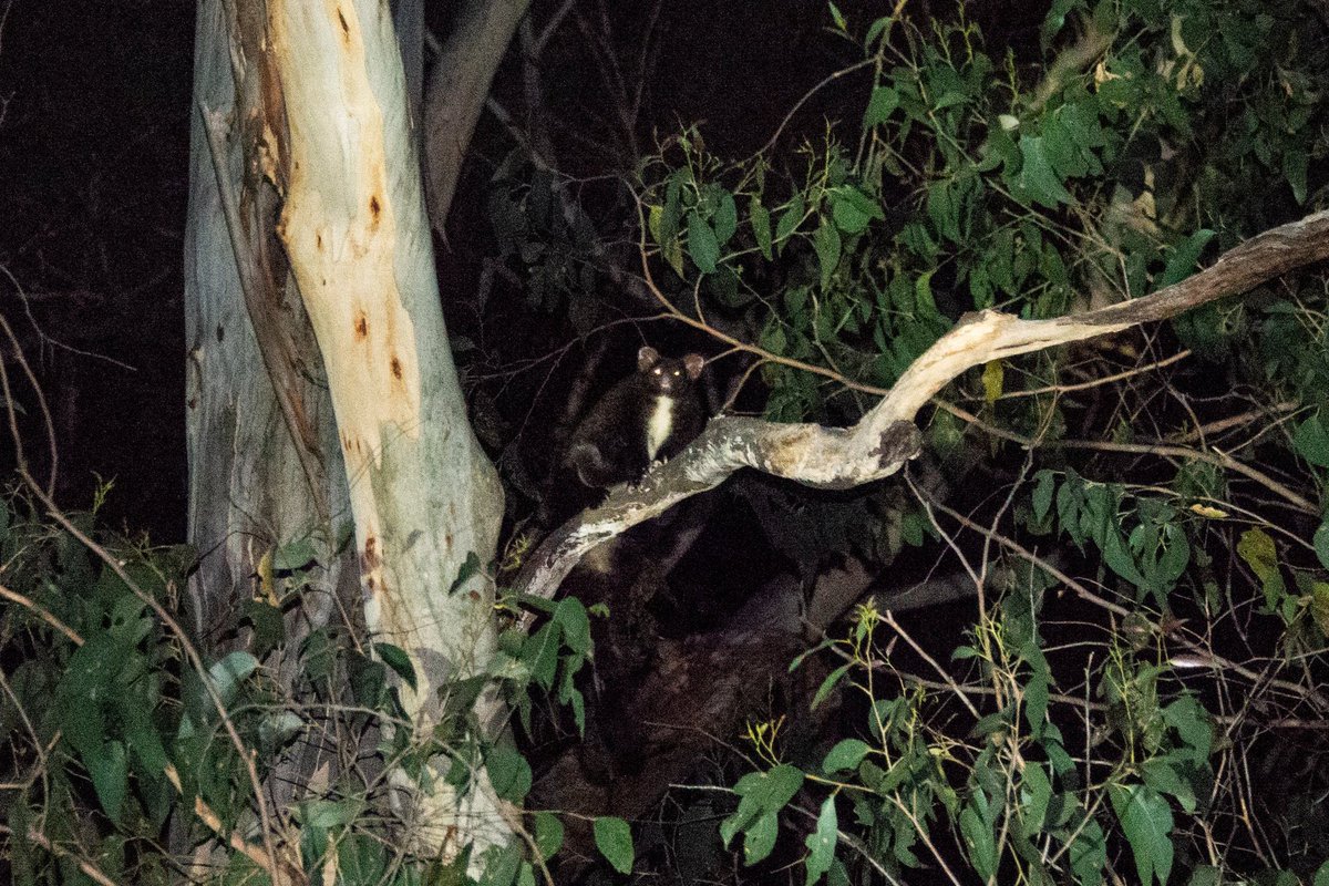 bprophetable's tweet photo. @BobBrownFndn @tilly64 @jonkudelka Tasmanian old growth forests are habitat for #EndangeredSpecies like #SugarGliders and #Koalas. #EndLogging https://t.co/sQnSY2fpXm