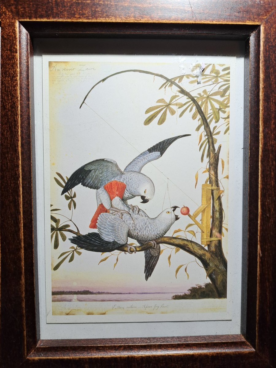 corviforms tweet picture