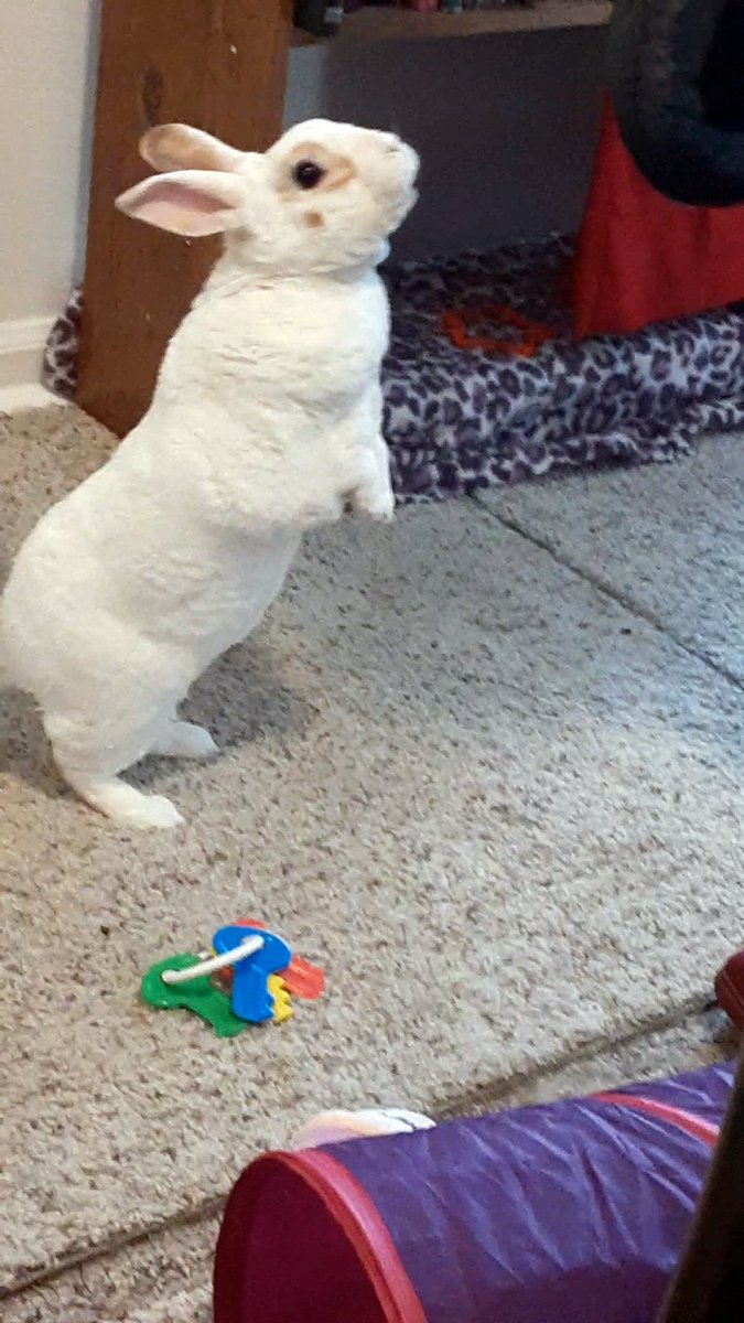 floorsharkmomma's tweet photo. Little male ballet dancer, lol! #prettydance #CloverRex #bunnylove #Rexbreed https://t.co/s70CD45nYs