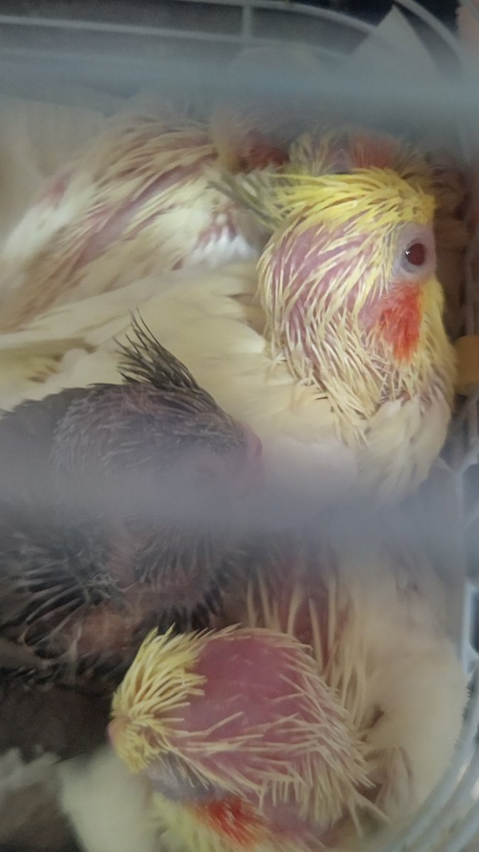 okame_sumomo's tweet photo. すやぁ🐣🐣🐣🐣🐣 https://t.co/5BVqPTjn8h