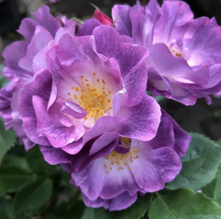 Colin bamforth (bamforth_colin) / Twitter