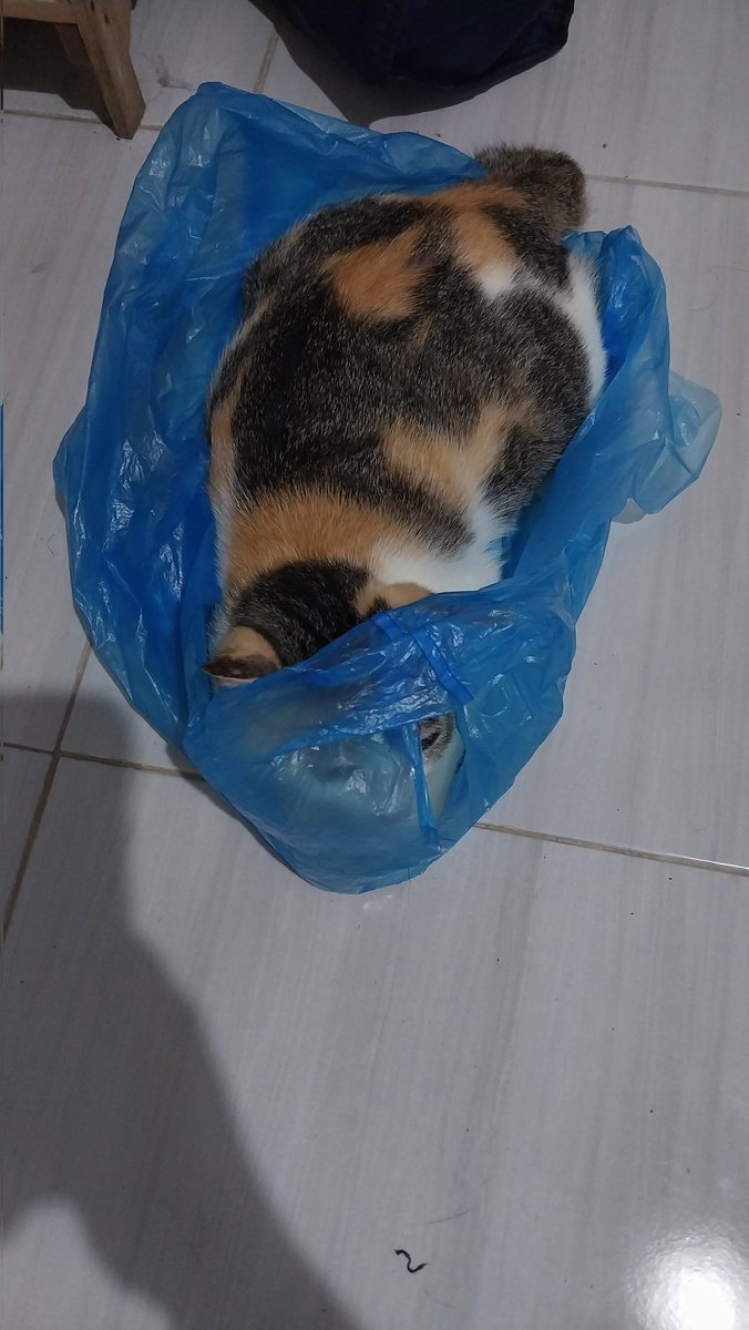 noodlecheeseeee's tweet photo. @kochengfs senyaman itu 🤣 https://t.co/RhYd4vNn3E