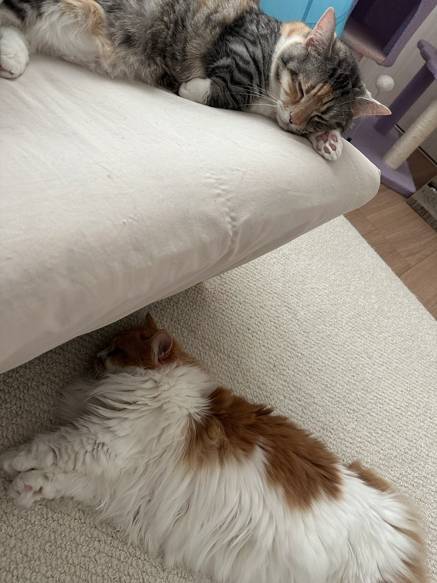 起きたら2人とも爆睡中
目覚ましかけないで起きる休みの朝最高✌️