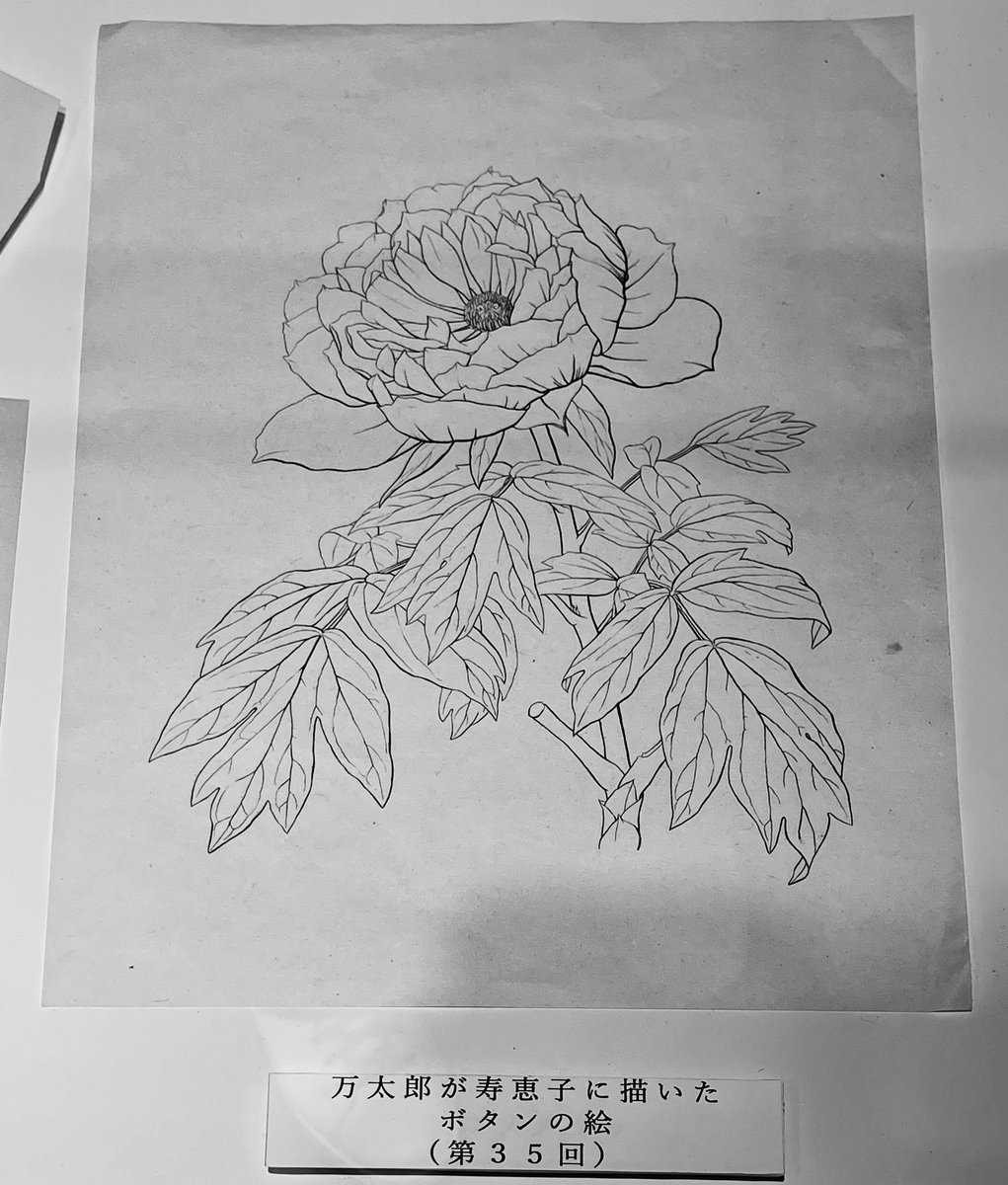 正直に言うわ…NHK、実はお花絵に興味ないでしょ😭
②牡丹の中心はこんな菊みたいじゃなく花弁重なり合うし①の花弁も長さ不揃いで葉脈も省略されてるわ
③④石版技術まで学び、画家達を圧倒した牧野博士の「植物学者の描く画」の執念を見て。植物図鑑は絵を見る楽しみも大きいのよ😣
#らんまん