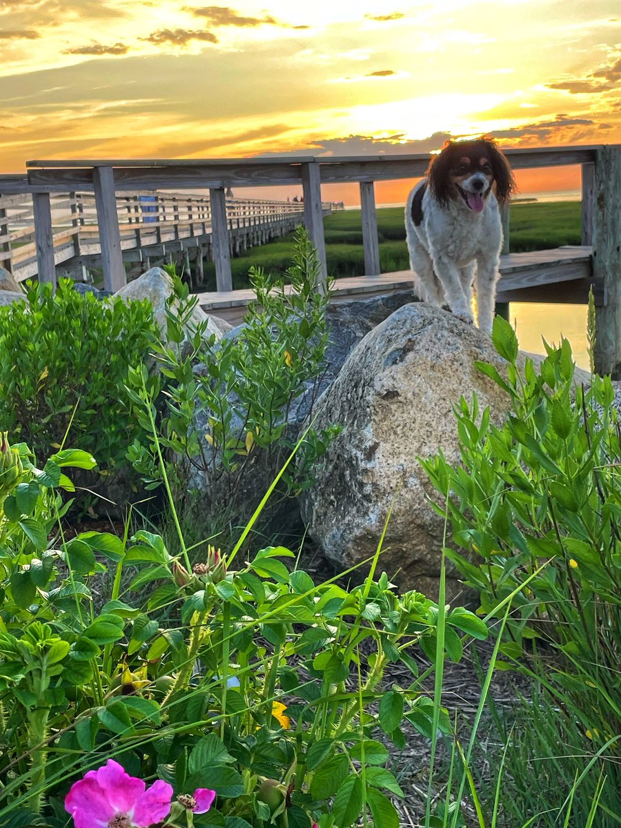 Finally! Cape Sunsets are back… Says Lucy🐶 #capecod #sunsets
