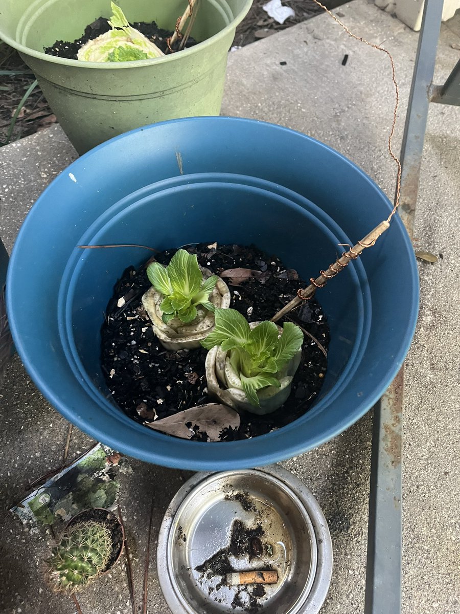 ShaylaV13's tweet photo. Put some food scraps into pots last Saturday and they grew! Absolutely wild https://t.co/cDZhF5q0gB