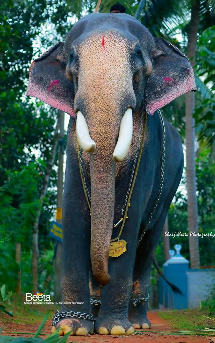 The woman trying to save India's tortured temple elephants - BBC News