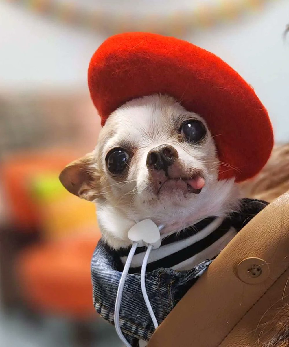 Marcel says, 'Bonne Fete Nationale' as he celebrated this #FrenchNationalDay! He's rockin' his beret! (And his tongue!)