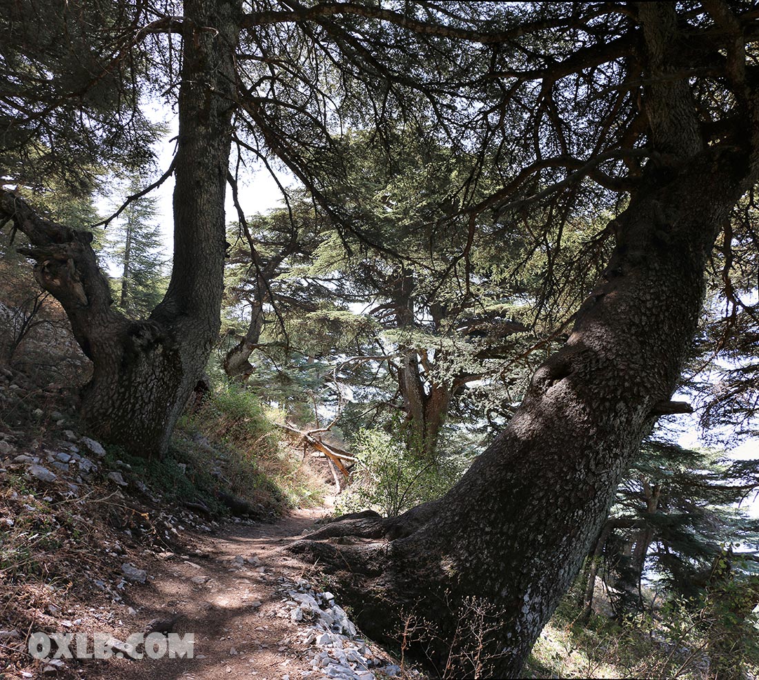 onefineart's tweet photo. Can you imagine... these are 100 percent horizontal photos... look at the cedars they grow in hectic towards all sides... Love Lebanon visit https://t.co/BQIWMwsypk
#love #lovelebanon #trees #cedartree #lebanon #barouk #maaser #chouf #uniquetree #discoverlebanon https://t.co/sNKz7vpCwt