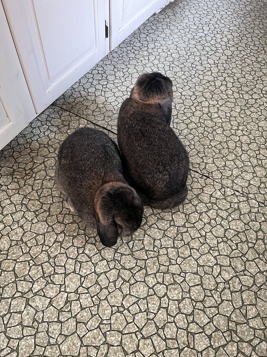 PoopyBuhda's tweet photo. Patiently waiting for treats ❤️ https://t.co/W4IwExv8Dw