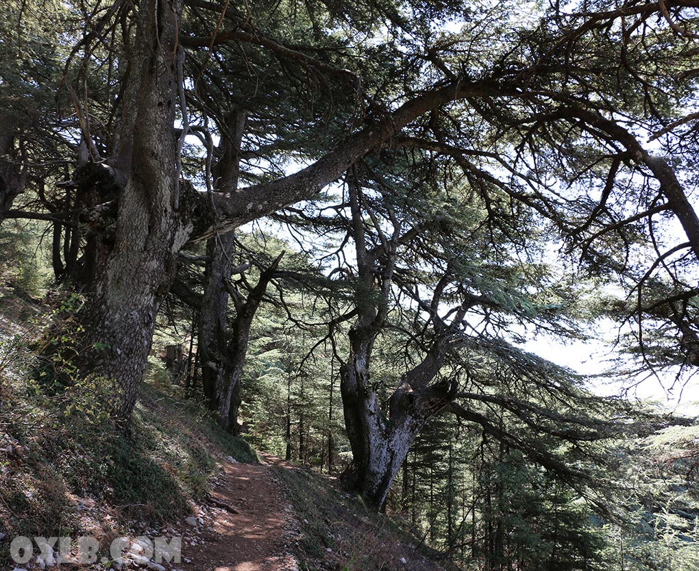 onefineart's tweet photo. Can you imagine... these are 100 percent horizontal photos... look at the cedars they grow in hectic towards all sides... Love Lebanon visit https://t.co/BQIWMwsypk
#love #lovelebanon #trees #cedartree #lebanon #barouk #maaser #chouf #uniquetree #discoverlebanon https://t.co/sNKz7vpCwt