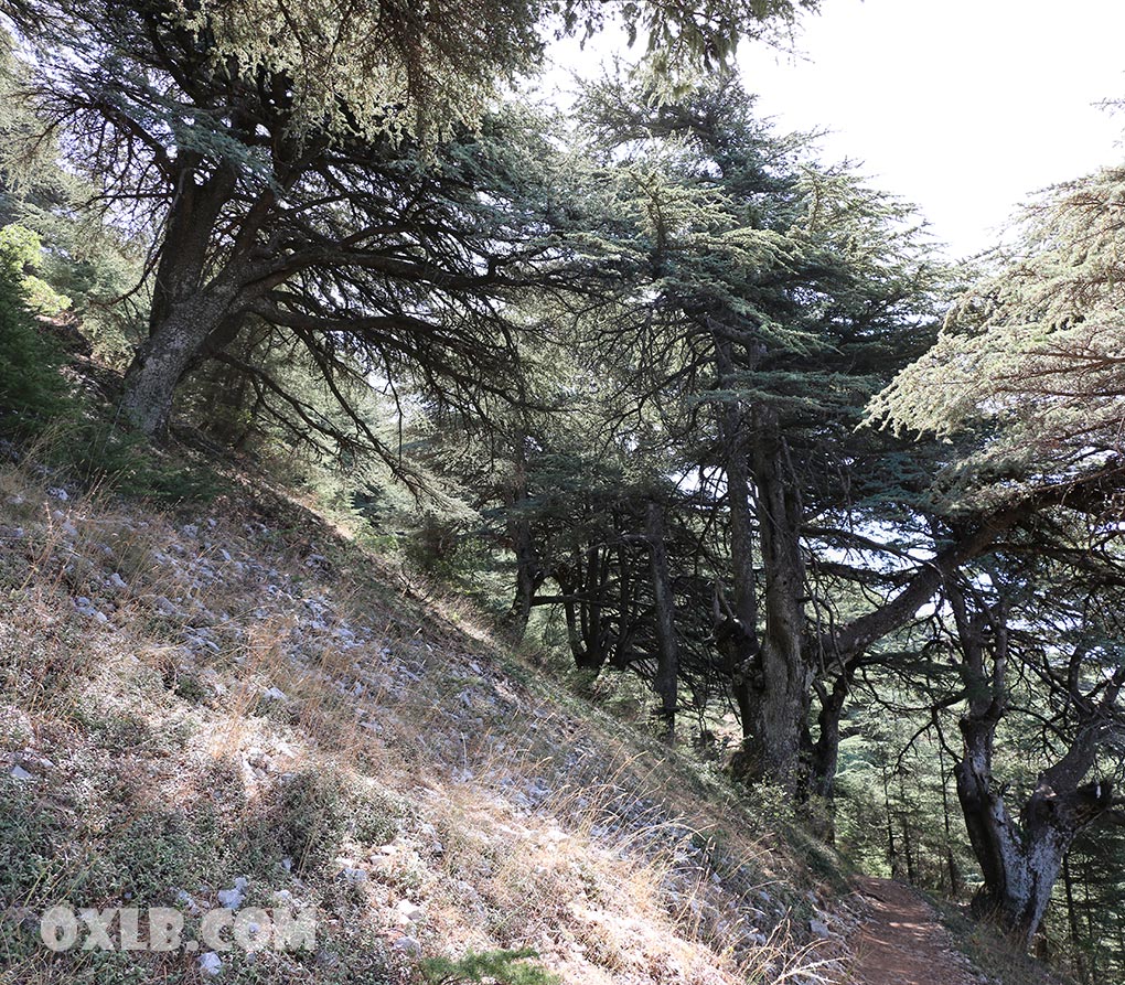 onefineart's tweet photo. Can you imagine... these are 100 percent horizontal photos... look at the cedars they grow in hectic towards all sides... Love Lebanon visit https://t.co/BQIWMwsypk
#love #lovelebanon #trees #cedartree #lebanon #barouk #maaser #chouf #uniquetree #discoverlebanon https://t.co/sNKz7vpCwt