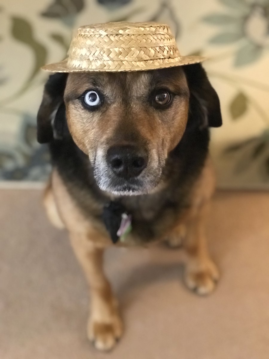 CrownedGuenon's tweet photo. @bunsenbernerbmd Buster rocking a porkpie hat! https://t.co/mbPEQ1hGfp