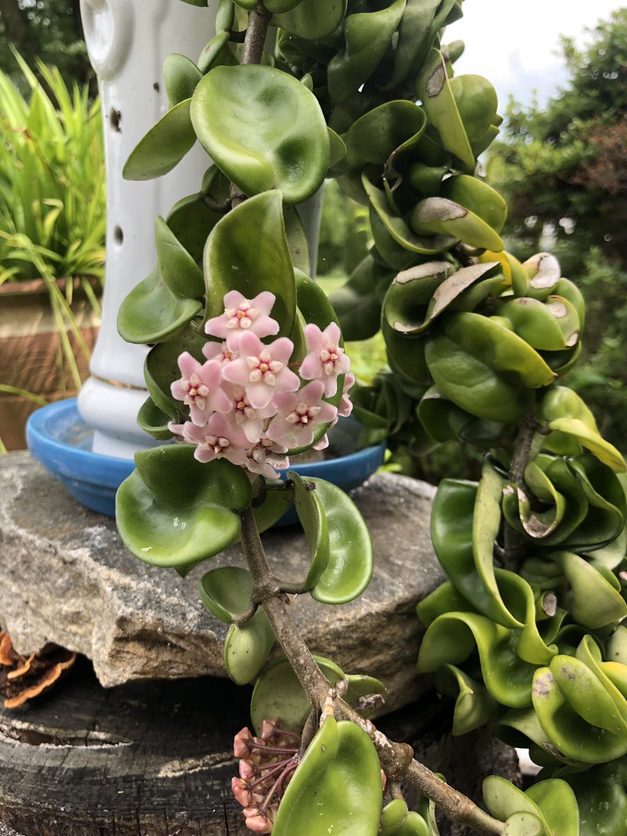 Look at this bloom 🤩❤️ Papa Kim is super excited about it 🥹❤️