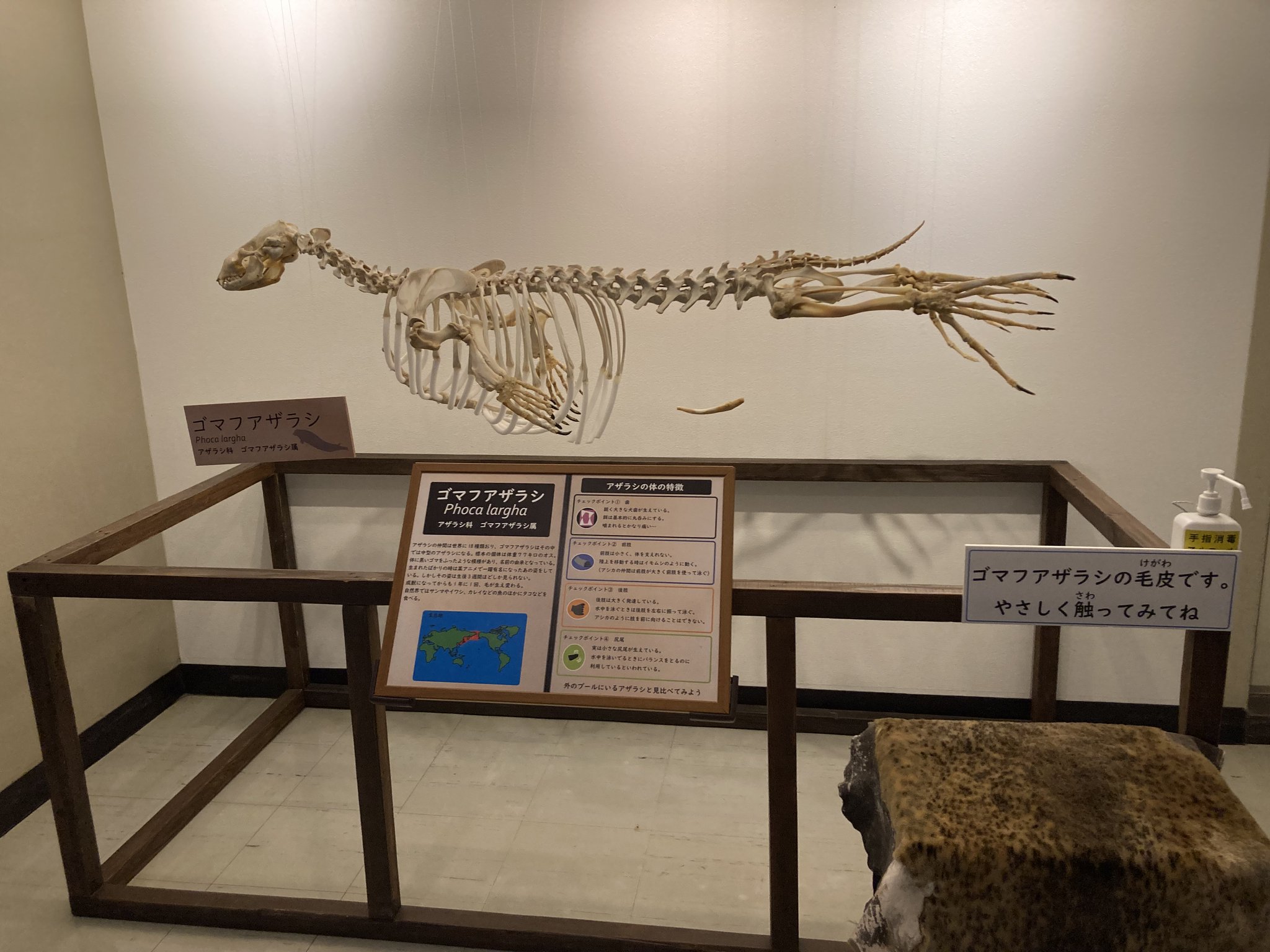 アザラシの腕の骨セット 魚っ知館のしいくいん🦭🐧🧹🪣 on X: 