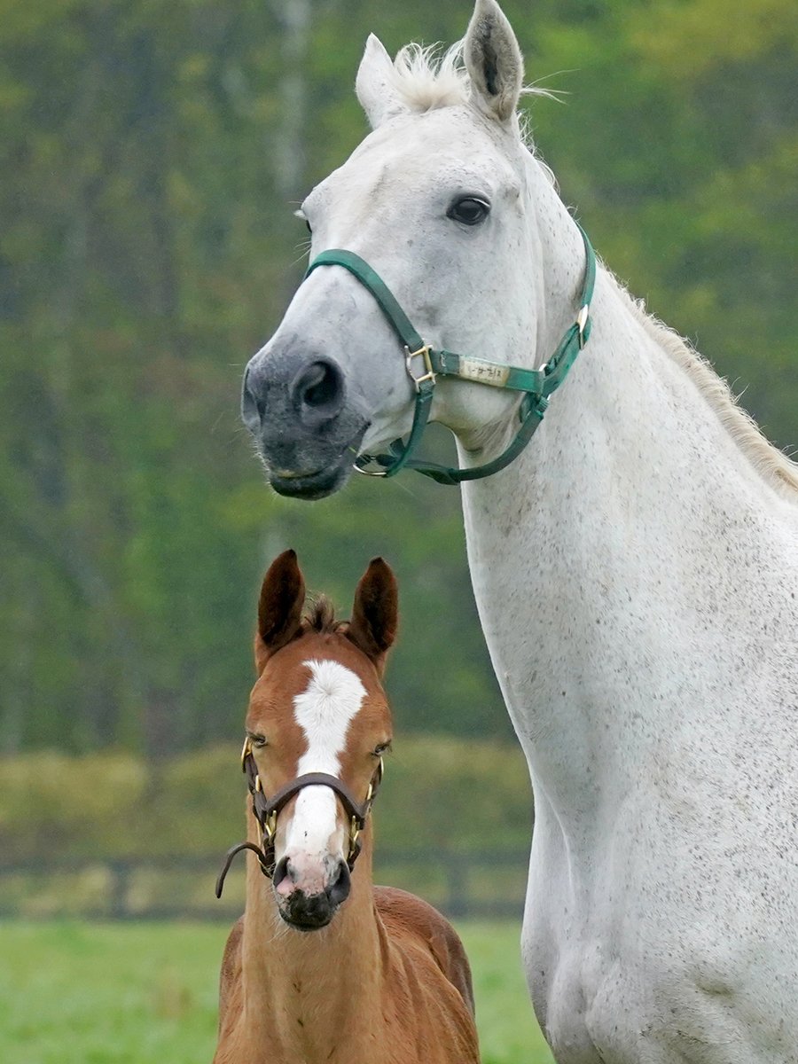 ぱっちりおめめの芦毛母さんに対し、こどもちゃんは半開き状態。
これはこれでかわいいですね。