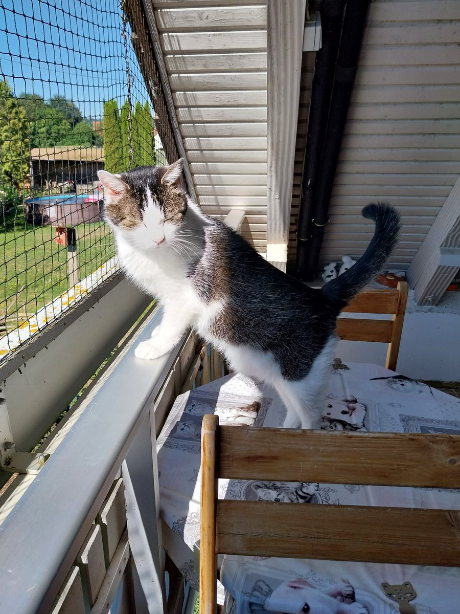 CarolaBetz's tweet photo. Guggt , maaaal meiiiine #Amyyy 🐈♥️ https://t.co/3z8TjYuG40