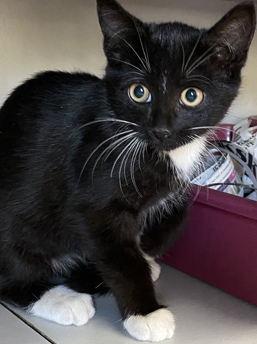 In deze periode van het jaar is het extra moeilijk om n liefdevol geschikt thuis te vinden voor de katten-kids. Bel ons als u n kat zoekt en we kijken samen of we de kat hebben die u zoekt. Jong of volwassen, dapper of onzeker, poes of kater, 1 of 2: bel ons 10-12u RT ;)
