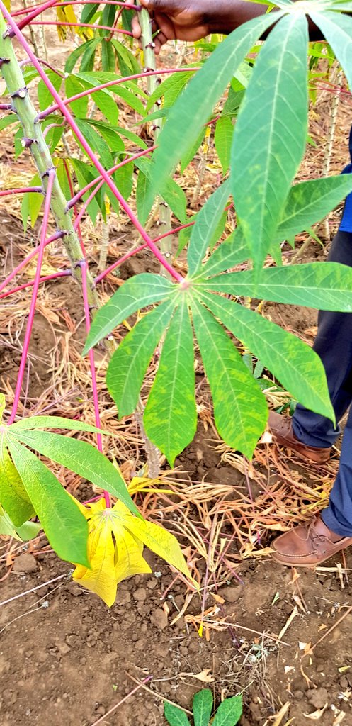 Samar Sheat, Ph.D.🌿 tweet media