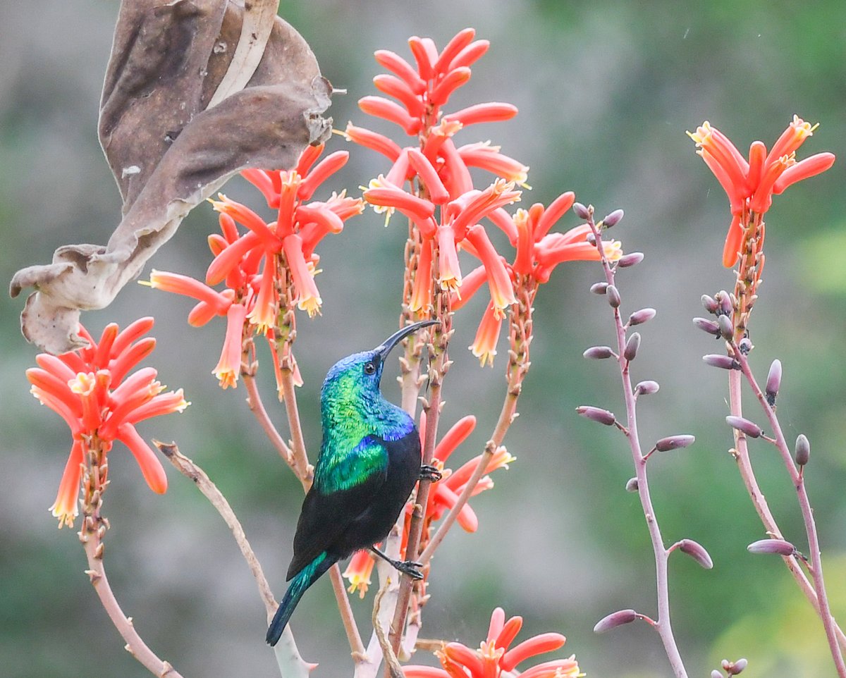 This #Madagascar Green Sunbird, brightening up our garden, is my 🇲🇬 Bird of the Week. #BirdsSeenIn2023