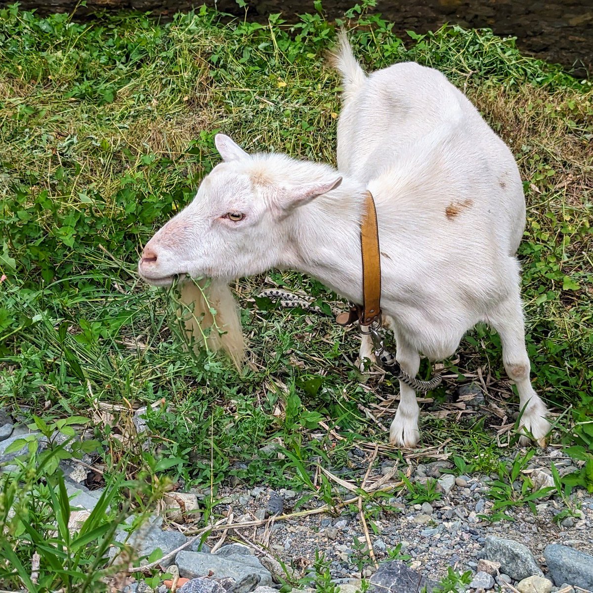 tami_frd's tweet image. 草を食べ続けるヘルマさん
#ときたまひみつきち
#COMORIVER #コモリバ