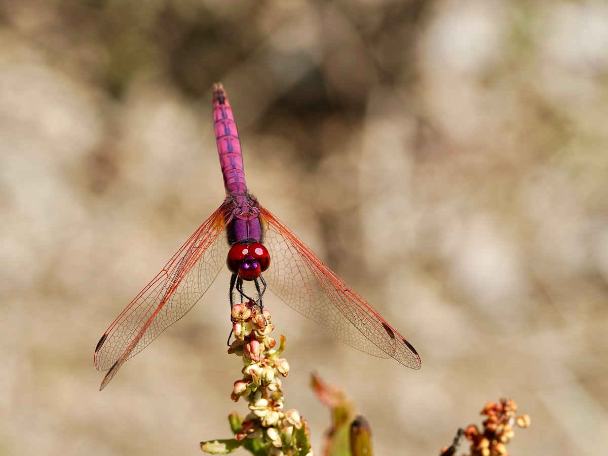 thomas_buechner's tweet photo. #Trithemis annulata
Violetter-Sonnenzeiger
Violet #Dropwing

Cyprus 2023-06-29
#Libellen
#Dragonflies
#Libellulidae
#ICO2023 https://t.co/Q81jBqsElH