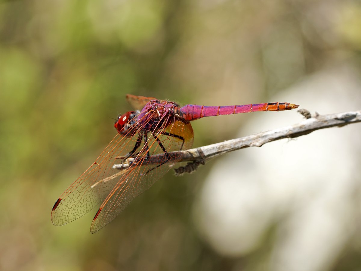 thomas_buechner's tweet photo. #Trithemis annulata
Violetter-Sonnenzeiger
Violet #Dropwing

Cyprus 2023-06-29
#Libellen
#Dragonflies
#Libellulidae
#ICO2023 https://t.co/Q81jBqsElH