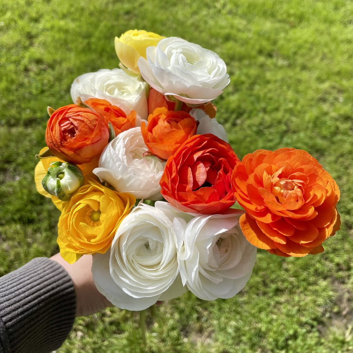 andreamatthews's tweet photo. There’s never been a better time to buy locally grown flowers. I’m  so looking forward to the new season. https://t.co/ORmO6EjHuh