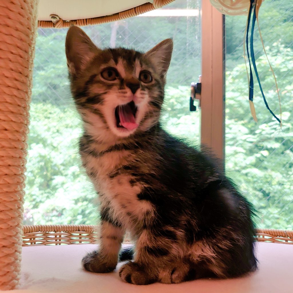Mk257611383's tweet photo. おばちゃん　トチ狂いまちたぁ〜〜🙀🙀🙀 https://t.co/NLYgubPFIQ