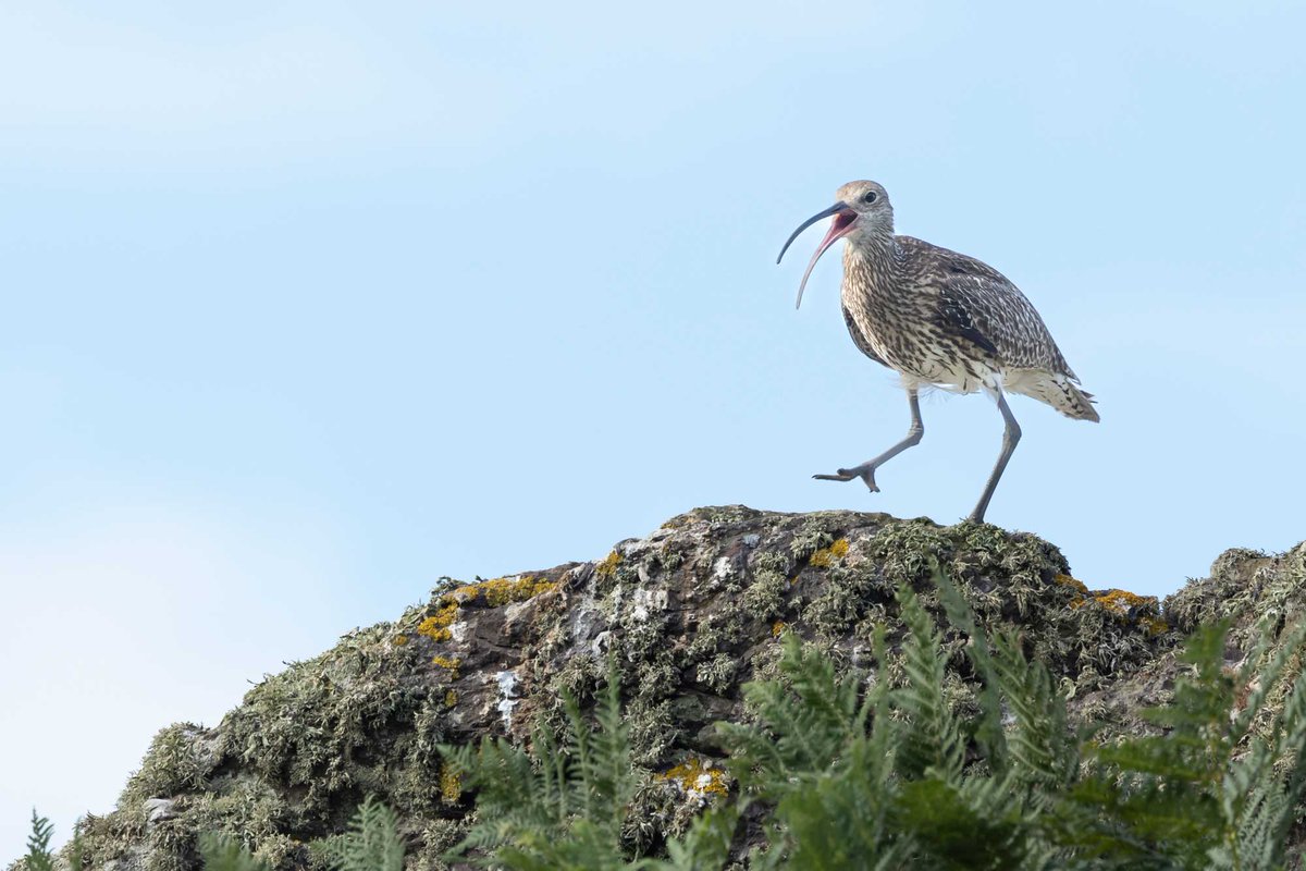 Territory being defended by this curlew on Skomer Island (one of only 2 breeding pair in Pembrokeshire) #curlew #skomerisland