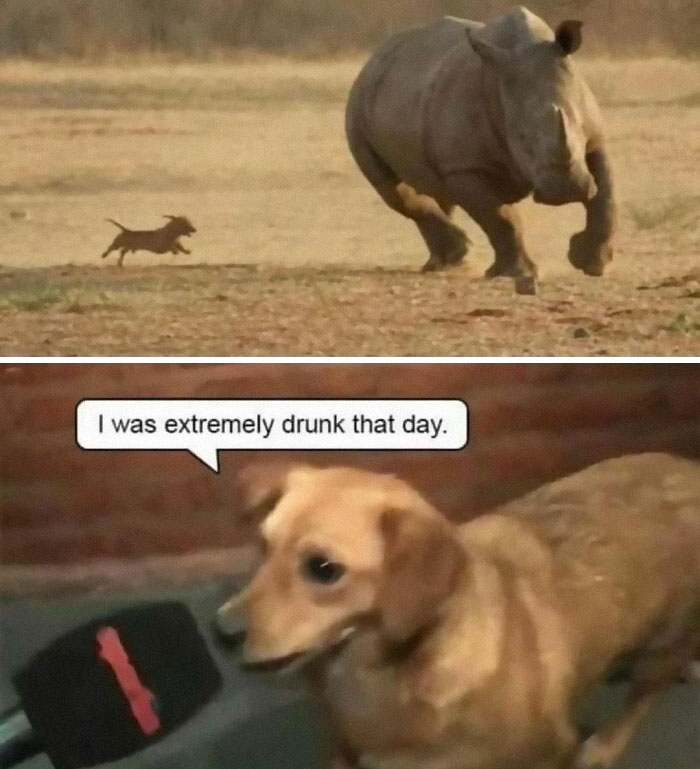 🅿️.r.a.i.z Mi Asake🤦🏽‍♂️🌚 ️ on Twitter "Funniest Animal Memes To Make