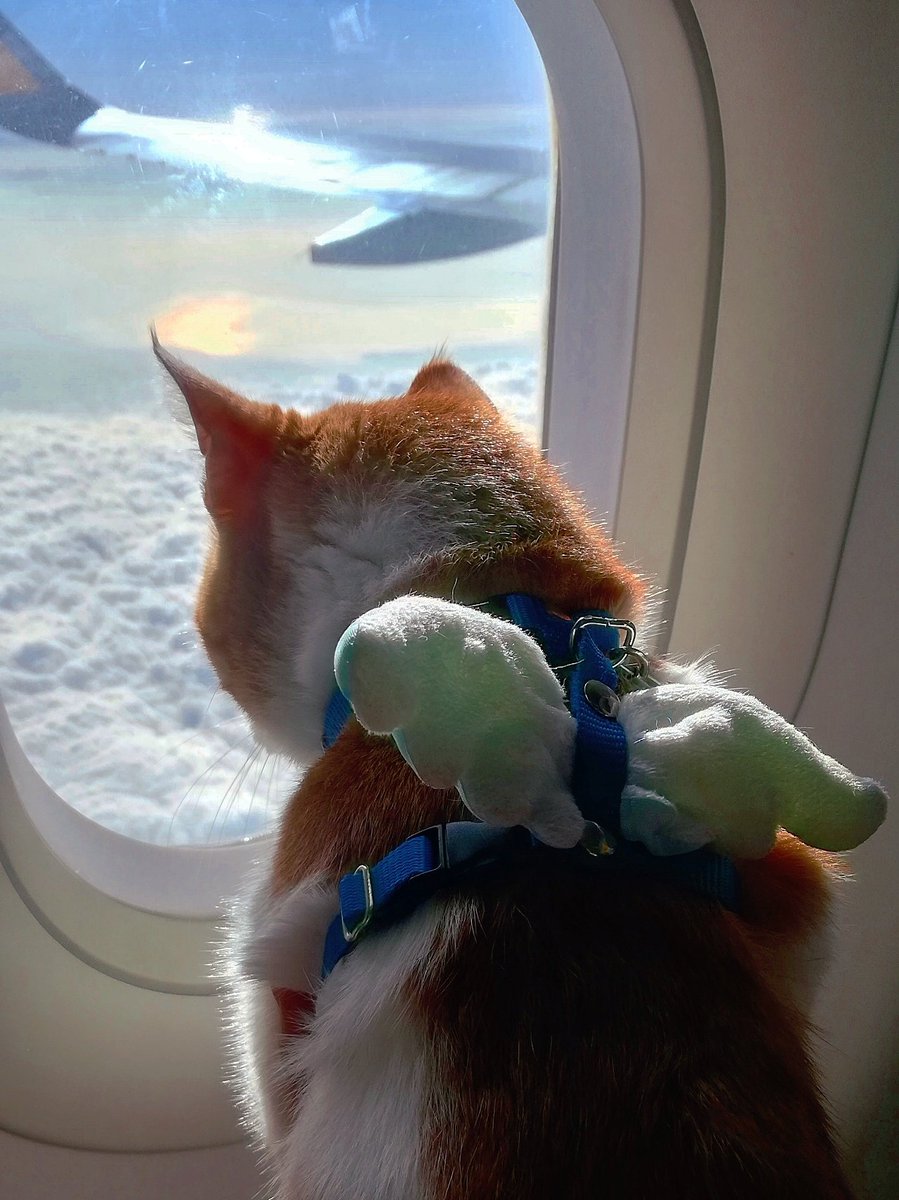 DeepMurphy's tweet photo. @ShouldHaveCat Bad Boy &amp; Bird Boy https://t.co/TACMa37biO