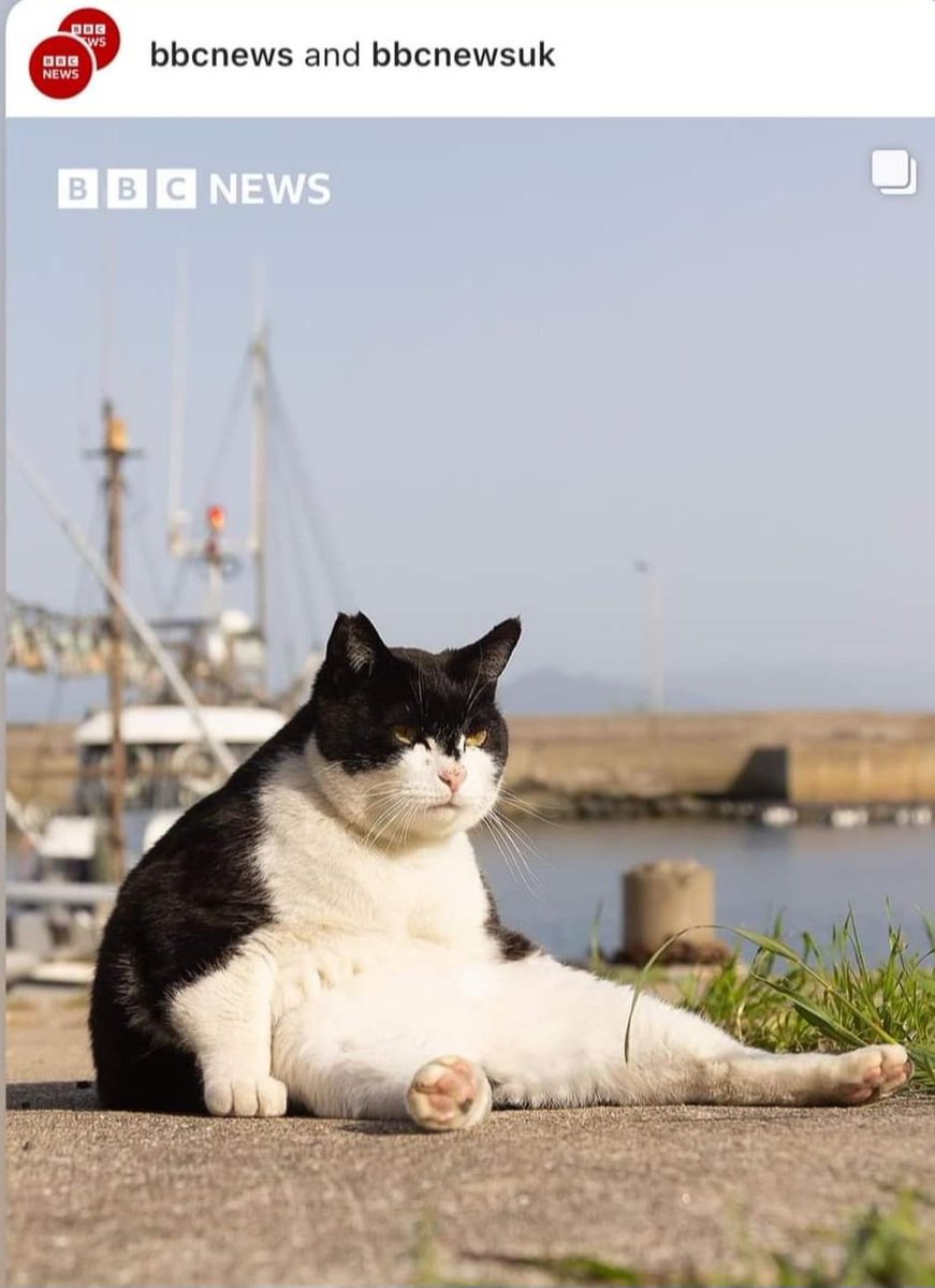 Jro_001's tweet photo. Me regretting not dieting before my summer holiday 🤣  #catmemes #bbcnews #bbcnewsuk @BBCNews https://t.co/aQ2nI4VTOL
