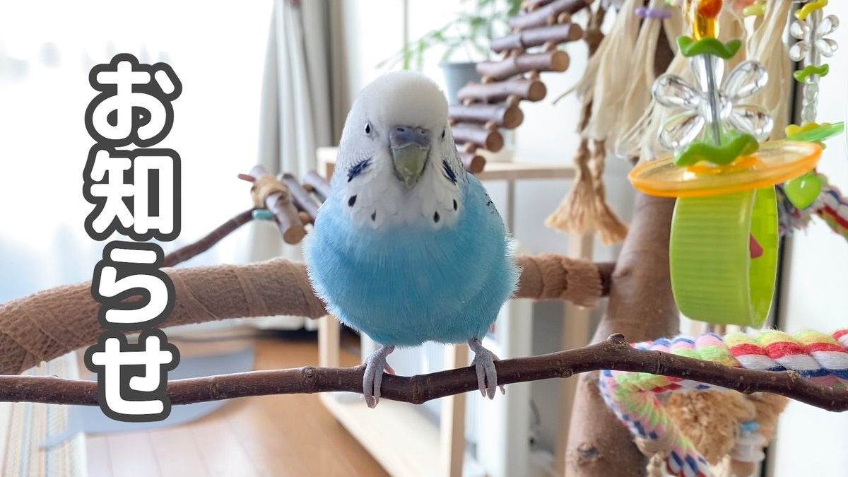 ぴんふ tweet media