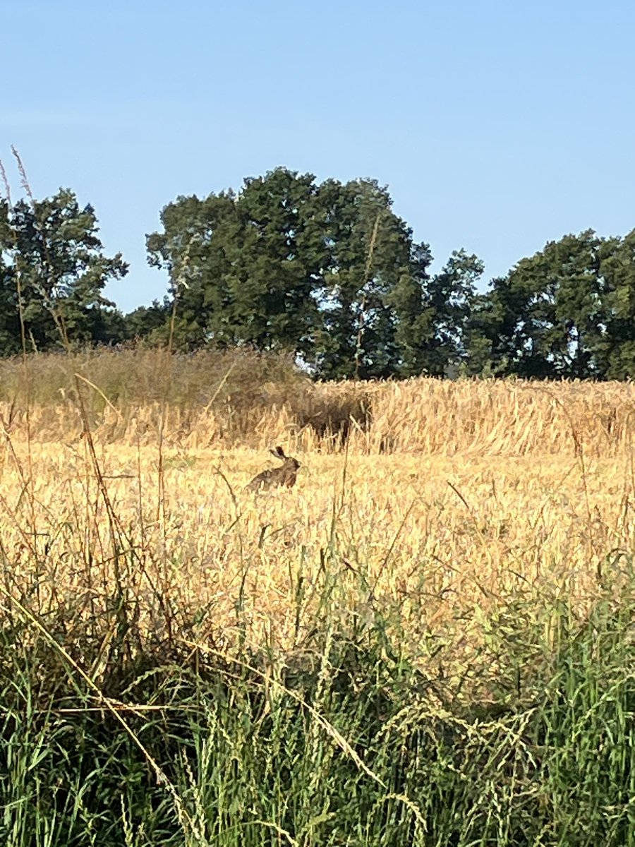 witblok's tweet image. Hardlopen #BadBentheim. Prachtig!