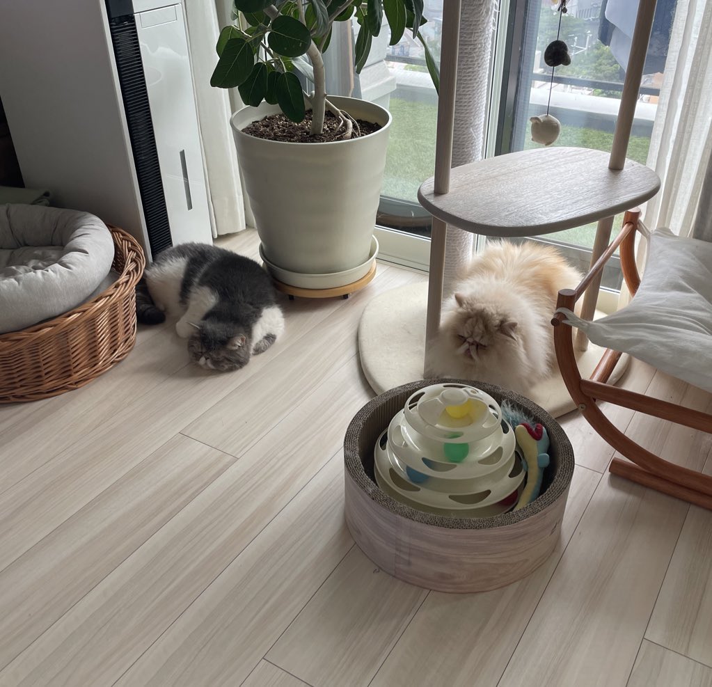 shigeyumomo's tweet photo. momotaro&amp;shishimaru『We are resting cats！』  =  『おやすみ猫だよ！』
・
・
#cat #cat #nap #catlife #catlove #dailycat #instacat #meow #exoticshorthair #exoticshorthaircat #persian #persiancat #おやすみ猫 #猫 #ねこ #ネコ #restingcat #エキゾチックショートヘア #ペルシャ #ペルシャ猫 https://t.co/86KIPQdsex