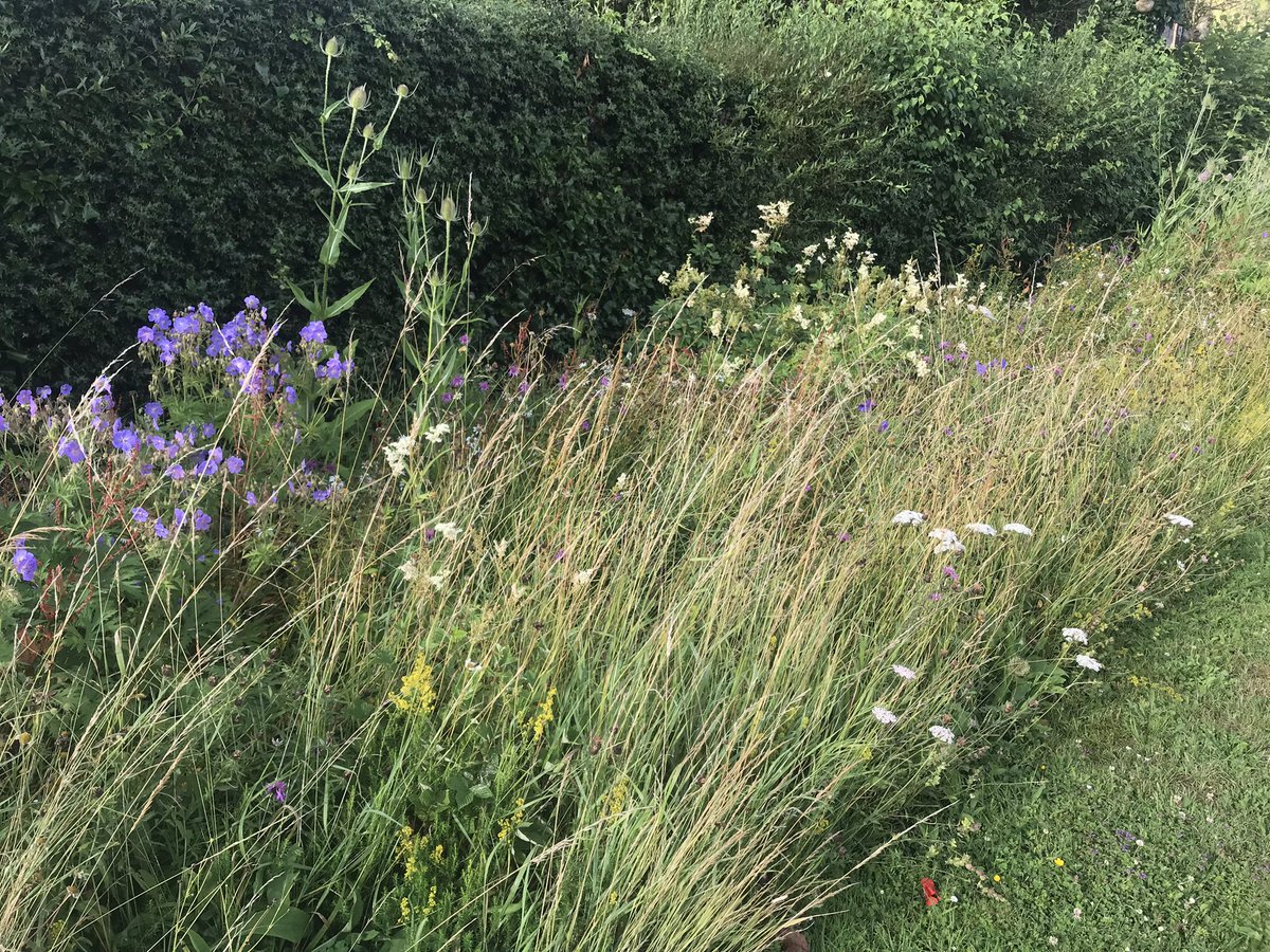 DuncanWestbury's tweet photo. If this #WildflowerStrip was in the Countryside Stewardship scheme, from today (15th July) I could cut &amp; still get paid. Wildflower strips are not usually for forage, so the cutting date should be delayed &amp; only once every five years be cut mid-July. @NEFieldUnit @NE_WestMids https://t.co/aHGGEBKYZl
