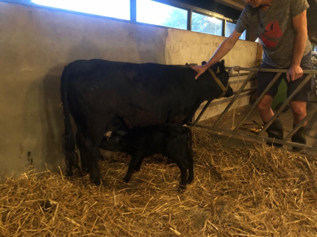 Eerste keer moeder, onderaan de rangorde vd kudde, stress in de wei…het valt niet mee. Maar nu rustig in de stal neemt de nieuwe kleine het er van 😅 #kumpgoed