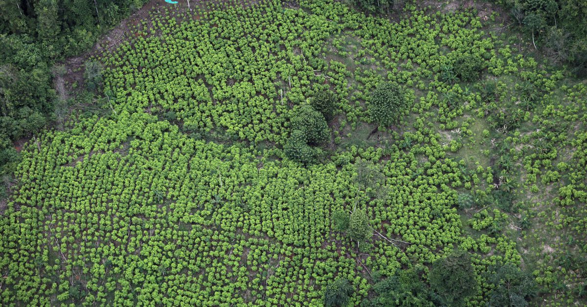 RT @ReutersPolitics: Coca price crash contributing to Colombia food insecurity, UN says https://t.co/I7NGTK1SpC https://t.co/3ZvxagAnfB