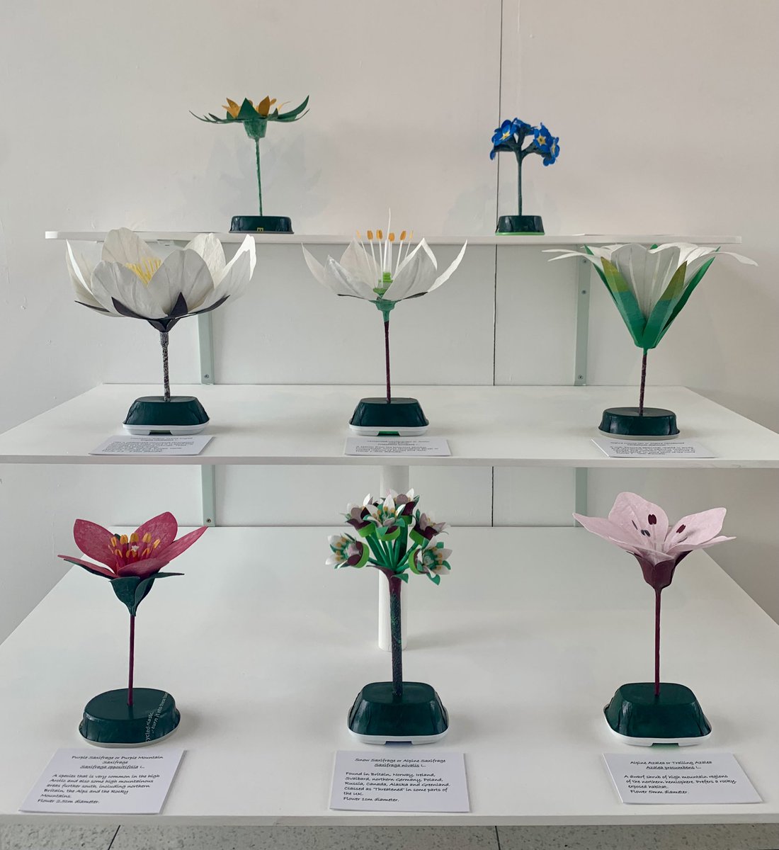 Ruth Moilliet tweet media